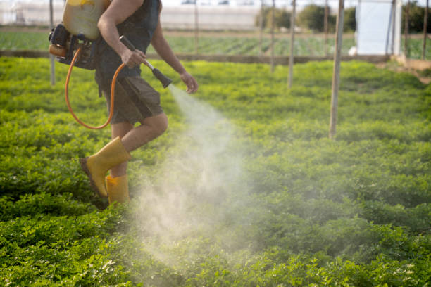 Best Pest Control Near Me  in Meadow Vista, CA