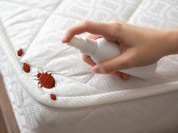 Best Exterminator Services  in Meadow Vista, CA