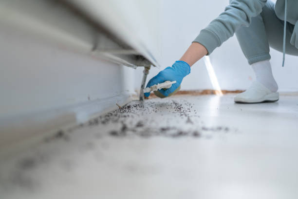 Best Wasp Removal Services  in Meadow Vista, CA